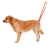 Rear Harness for Dogs