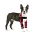 Hinged Dog Shoulder Support Brace