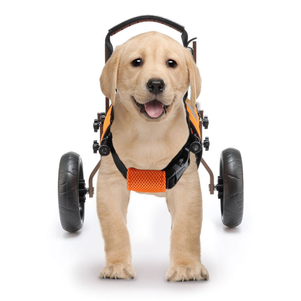 Best Small Dog Back Leg Support Wheels for Sale | LOVEPLUSPET