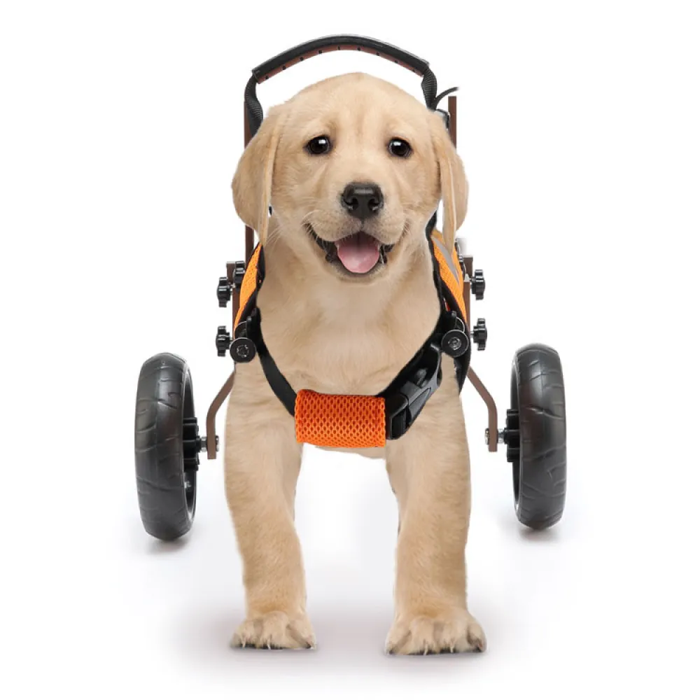 Best Small Dog Back Leg Support Wheels for Sale | LOVEPLUSPET
