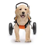 Best Small Dog Back Leg Support Wheels for Sale | LOVEPLUSPET