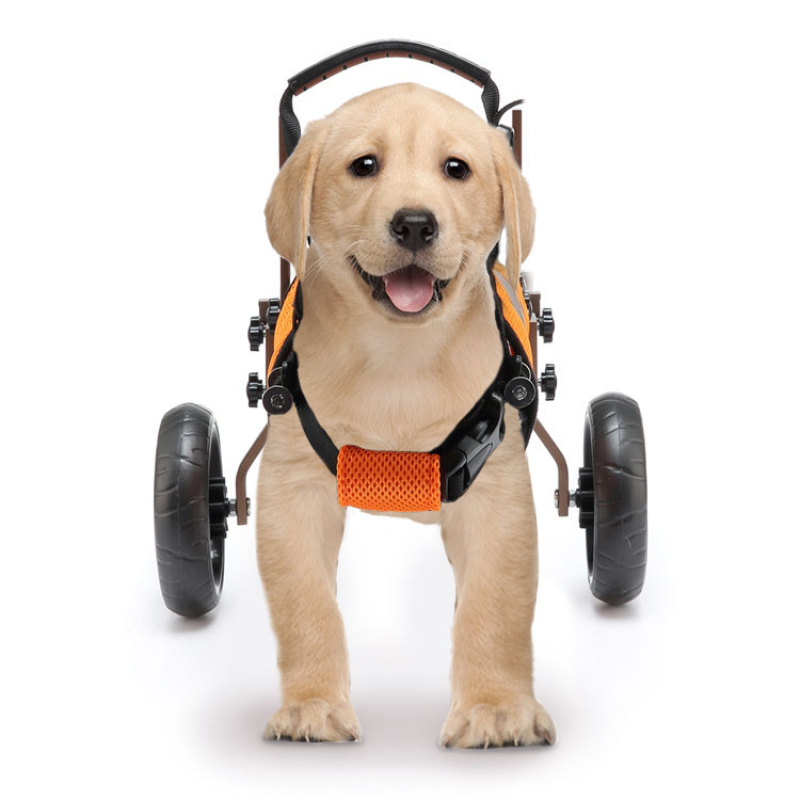 Best Small Dog Back Leg Support Wheels for Sale | LOVEPLUSPET