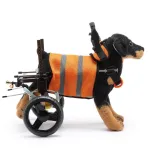 Best Small Dog Back Leg Support Wheels for Sale | LOVEPLUSPET