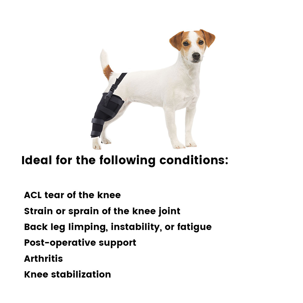 Best Dog Brace Support Hind Leg For Sale | LOVEPLUSPET