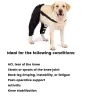 Best Double Knee Brace For Dogs Hind Legs For Sale | LOVEPLUSPET