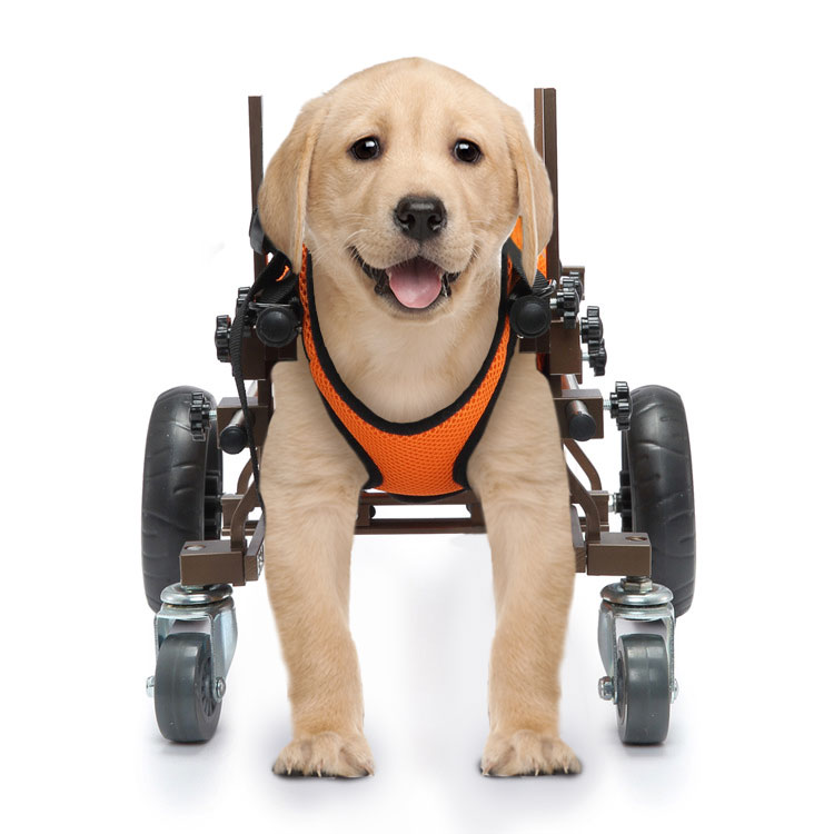 Best Full Support Wheelchair for Small Dogs | LOVEPLUSPET