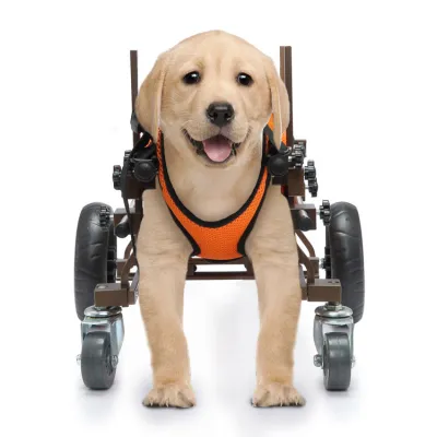 Full Support Wheelchair for Small Dogs 02