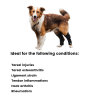 Best Canine Ankle Brace For Sale | LOVEPLUSPET