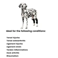 Best Dog Hock Support Brace For Sale | LOVEPLUSPET