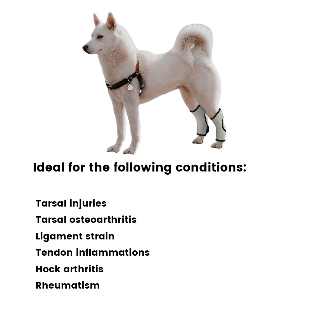 Best Dog Rear Hock Brace For Sale | LOVEPLUSPET