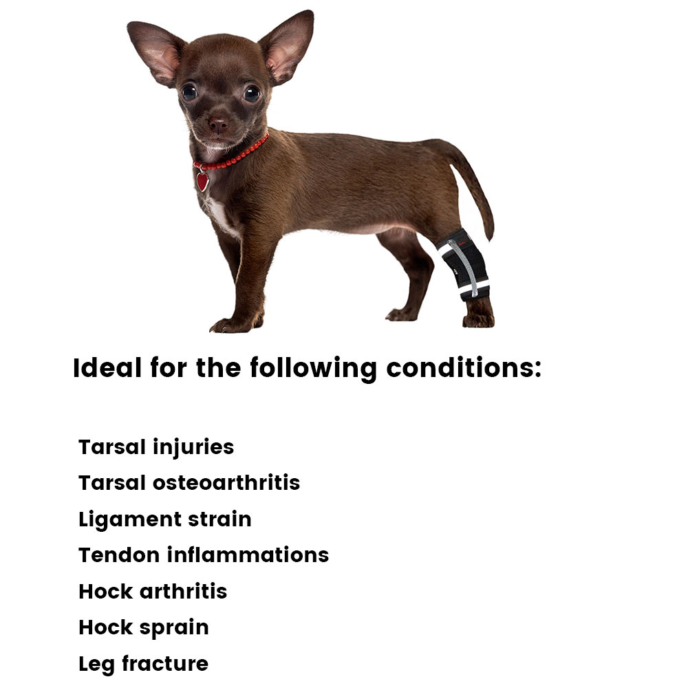 Best Dog Hock Brace For Sale | LOVEPLUSPET