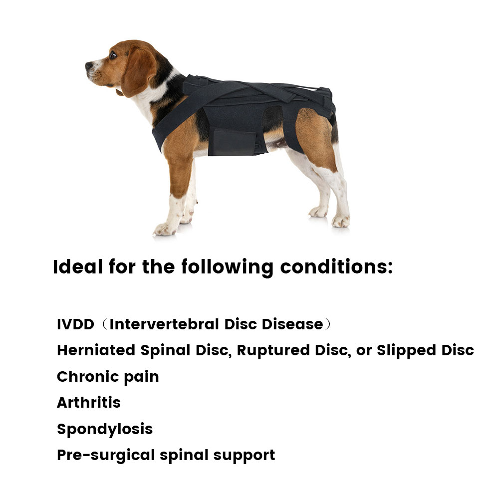 Best IVDD Back Brace For Dogs For Sale | Lovepluspet