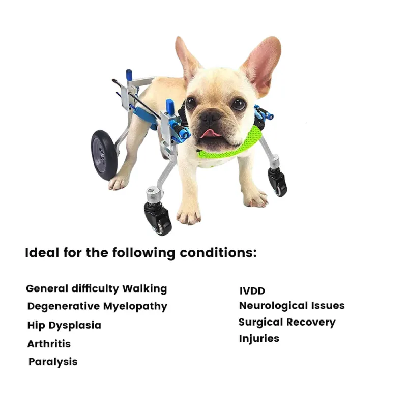 Best Quad Wheelchair for Small Dogs | LOVEPLUSPET