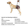 Best Dog Lift Harness for Back Legs | LOVEPLUSPET