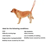 Best Rear Harness for Dogs For Sale | LOVEPLUSPET