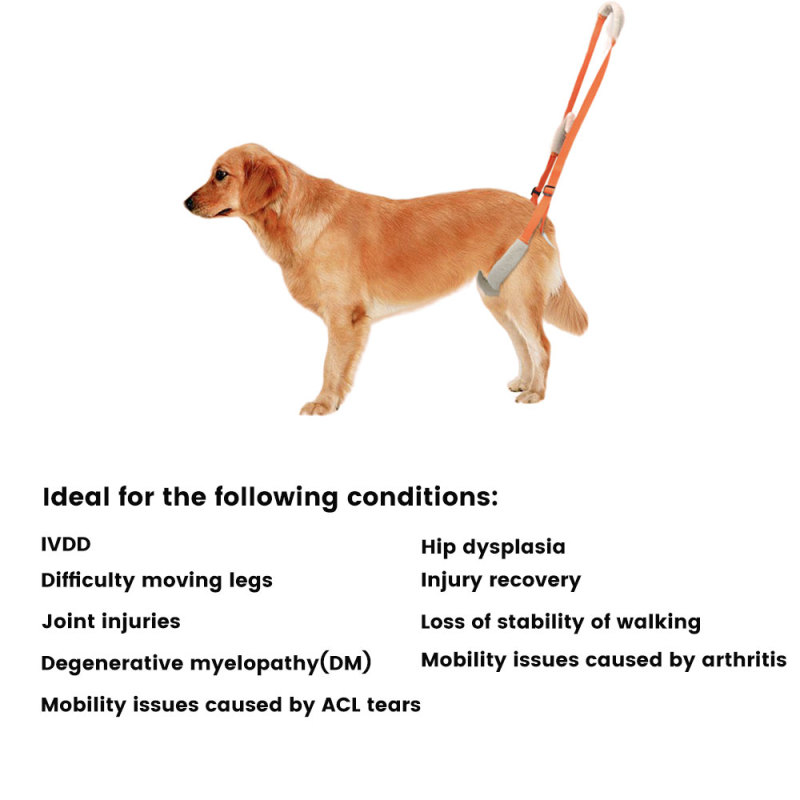 Best Rear Harness for Dogs For Sale | LOVEPLUSPET