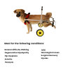 Best Small Dog Wheelchair for Back Legs | LOVEPLUSPET