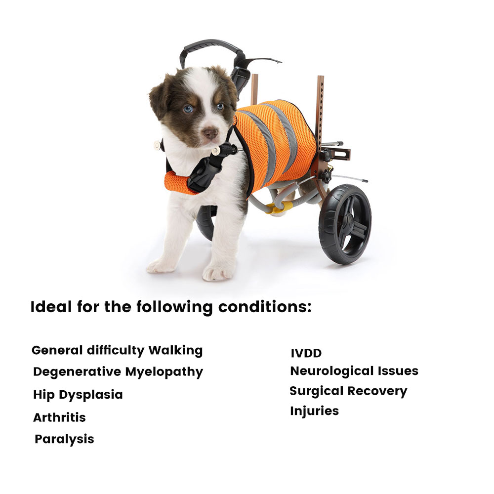 Best Small Dog Back Leg Support Wheels for Sale | LOVEPLUSPET