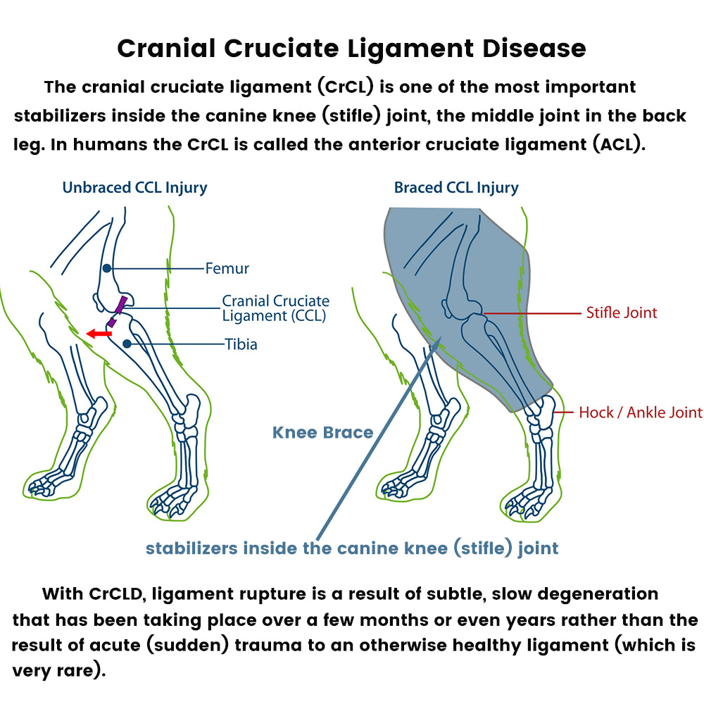 Dog Knee Brace For Torn Acl