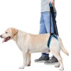 Best Dog Rear Harness with Handle for Lifting for Sale | LOVEPLUSPET