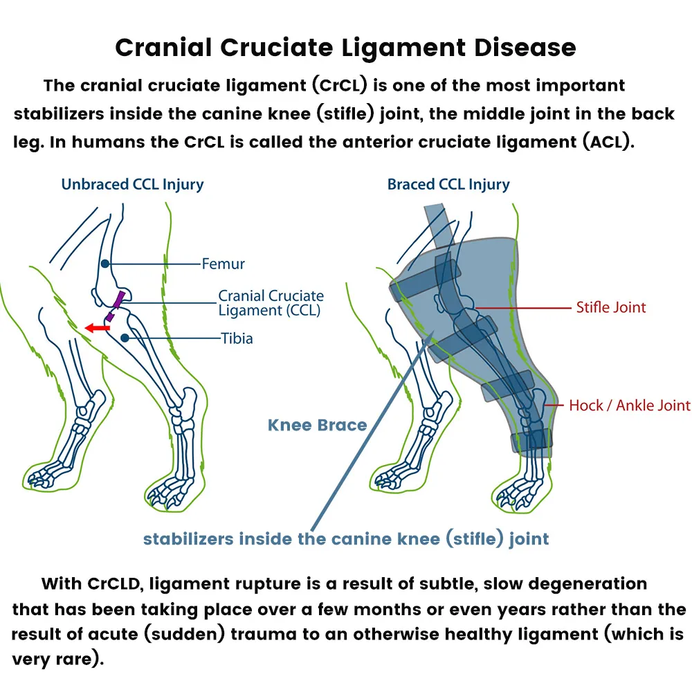 Best Leg Support For Dogs For Sale | LOVEPLUSPET