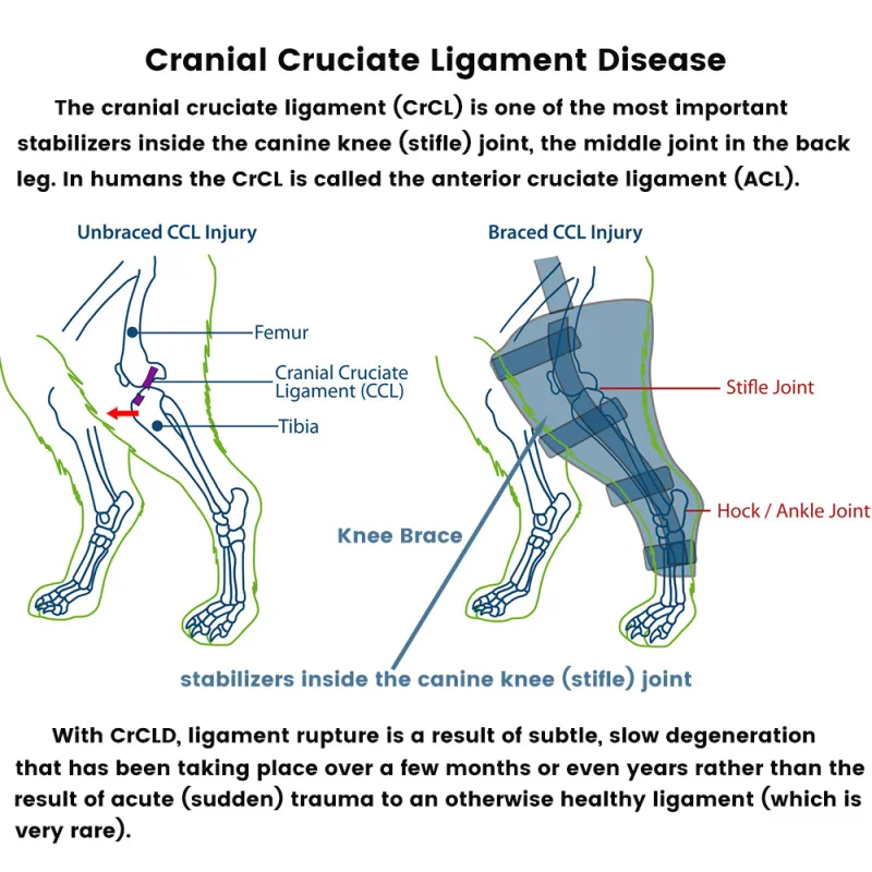 Best Leg Support For Dogs For Sale | LOVEPLUSPET
