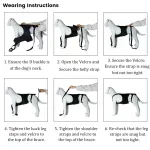 Best IVDD Back Brace For Dogs For Sale | Lovepluspet