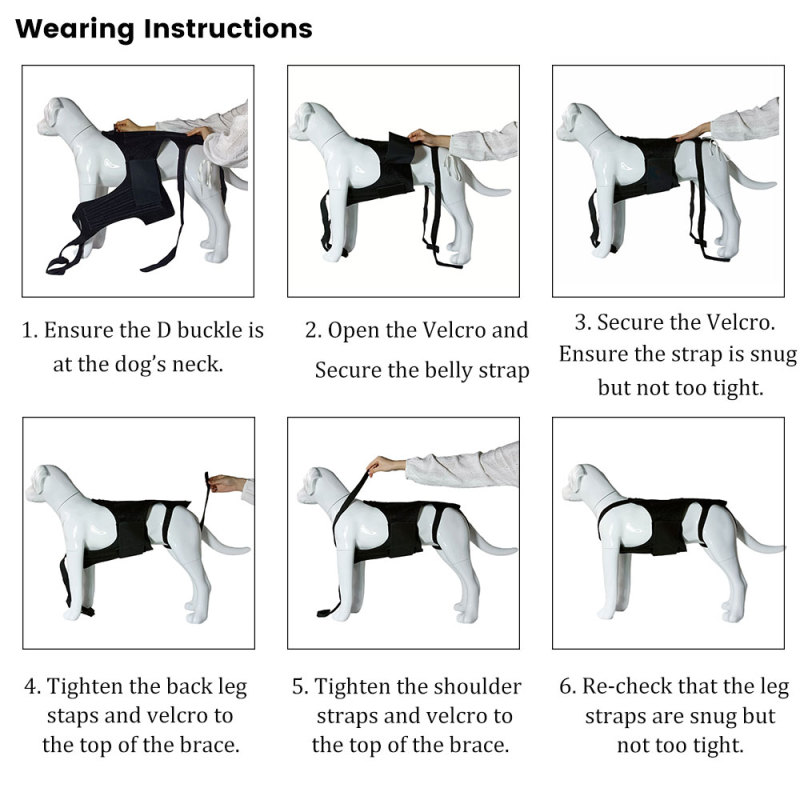 Best IVDD Back Brace For Dogs For Sale | Lovepluspet
