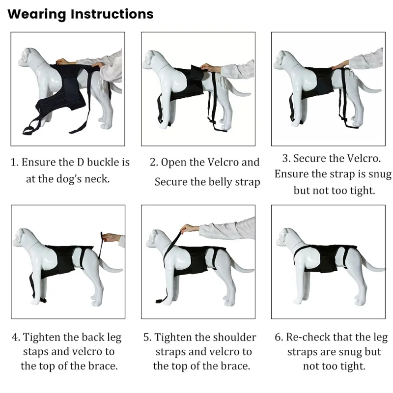 Best IVDD Back Brace For Dogs For Sale | Lovepluspet