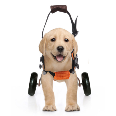 Back Wheelchairs for Small Dogs