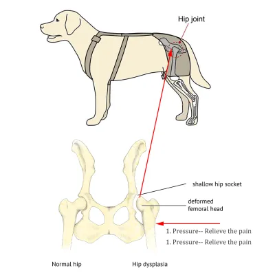 Best Dog Hip Dysplasia Brace For Sale | LOVEPLUSPET
