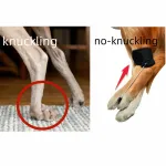 Best Dog Hock Joint Brace For Sale | LOVEPLUSPET