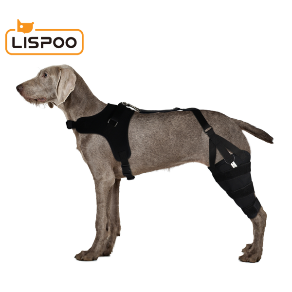 Best Dog Brace for Torn ACL LOVEPLUSPET