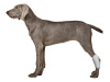 Back Hock Dog Brace