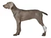 Back Hock Dog Brace