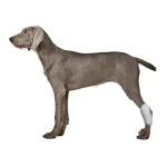 Back Hock Dog Brace