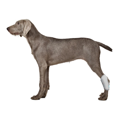 Back Hock Dog Brace 01