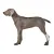 Back Hock Dog Brace