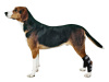 Dog Ankle Brace