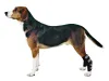 Dog Ankle Brace