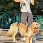 Dog harness full body weight lifting