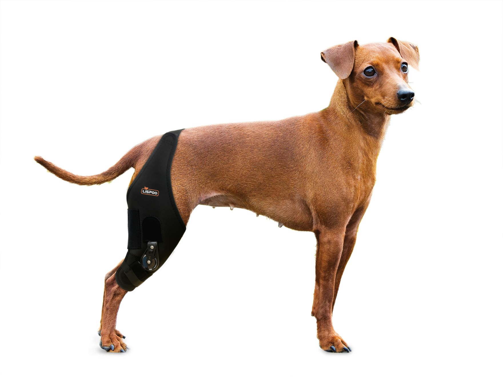 Dog Knee Braces, Dog ACL Braces