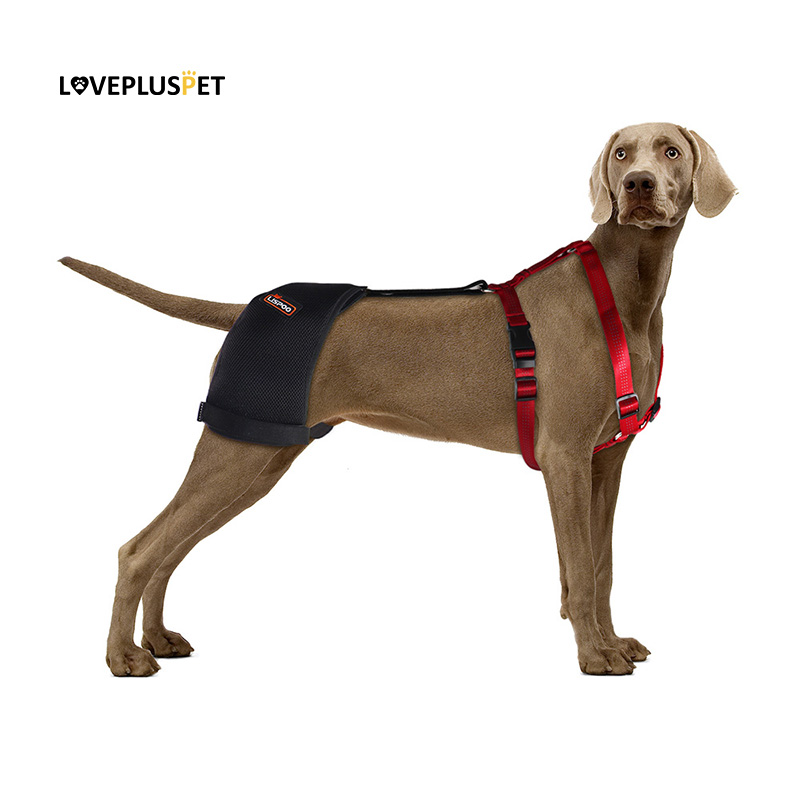 Best Dog Hip Dysplasia Support Brace For Sale LOVEPLUSPET