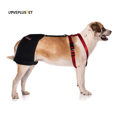 Brace for dog hip dysplasia 01