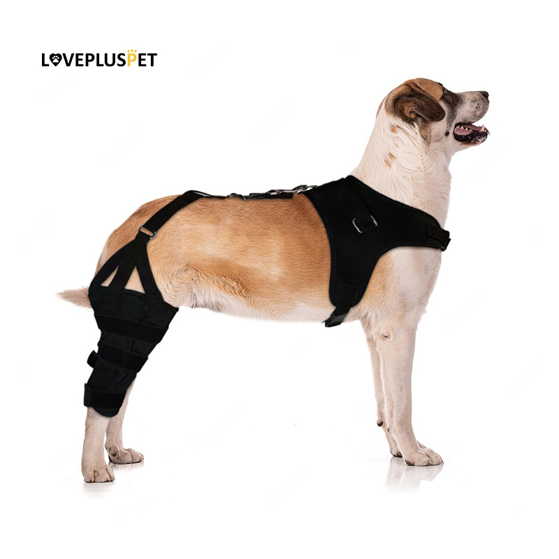 Best Dog Brace for Torn ACL LOVEPLUSPET