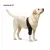 Dog Elbow Brace for Arthritis