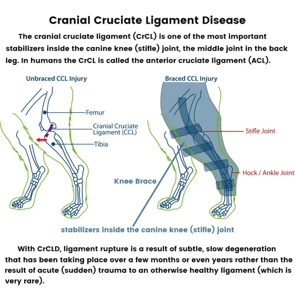 Luxating Patella Dog Knee Brace｜Lovepluspet