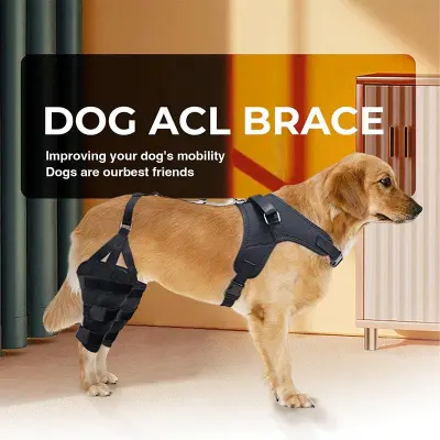 Golden Retriever Double Hind Leg Hinged Knee Brace 02
