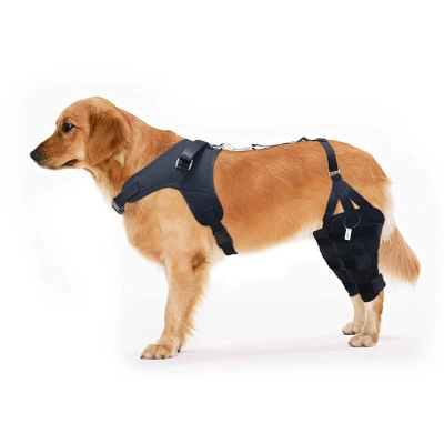 Golden Retriever Double Hind Leg Hinged Knee Brace 01