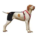 Labrador Dog Hip Brace 